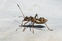 Camptopus lateralis