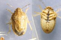 Neottiglossa leporina