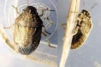 Neottiglossa pusilla