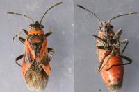 Arocatus roeselii