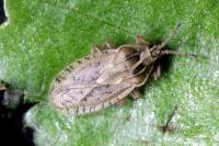 Tingis pilosa