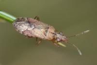 Orsillus depressus