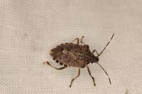 Halyomorpha halys