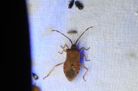 Gonocerus acuteangulatus