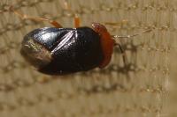 Geocoris erythrocephalus