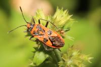 Corizus hyoscyami