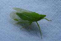 Dictyophara europaea