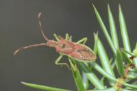 Gonocerus juniperi