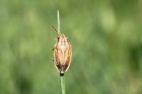 Aelia acuminata