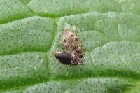 Dictyla humuli