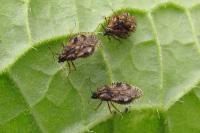 Dictyla humuli