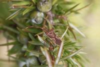 Gonocerus juniperi