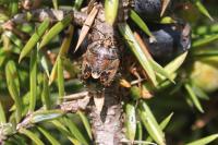 Holcogaster fibulata