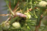 Orsillus depressus
