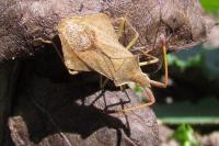 Syromastus rhombeus