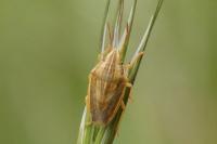 Aelia acuminata