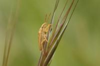Aelia acuminata