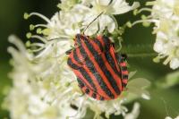 Graphosoma italicum