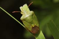 Palomena prasina
