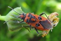 Corizus hyoscyami