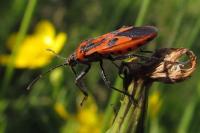 Corizus hyoscyami