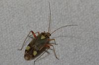 Rhabdomiris striatellus