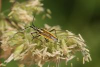 Leptopterna dolabrata