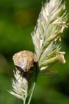 Eurygaster