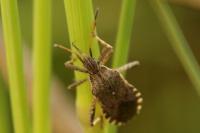 Ceraleptus gracilicornis