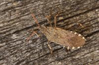 Ceraleptus gracilicornis