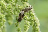 Heterogaster urticae