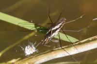 Gerris lacustris