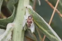 Lygus pratensis