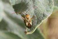 Adelphocoris lineolatus