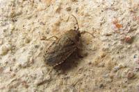 Emblethis denticollis