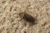 Emblethis denticollis