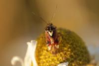 Lygus pratensis