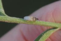 Oxycarenus pallens
