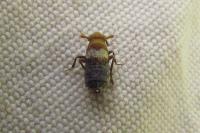 Conomelus anceps