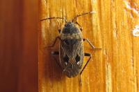 Graptopeltus lynceus