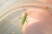Stenodema calcarata