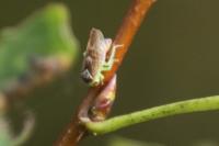 Populicerus populi