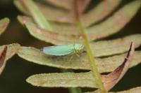 Cicadella viridis
