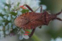 Coriomeris denticulatus
