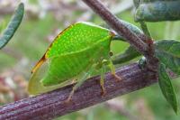 Stictocephala alta