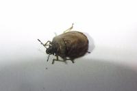 Podops inunctus