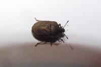 Podops inunctus