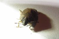 Podops inunctus