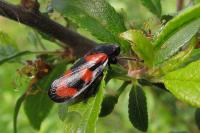Cercopis vulnerata