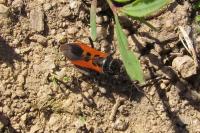 Peirates stridulus